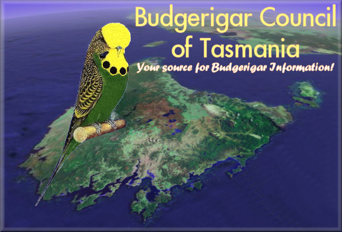 Budgerigar Council of Tasmania - Your source for Budgerigar Information!