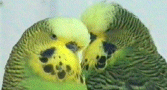 Budgerigar Picture