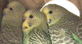 Budgerigar Picture