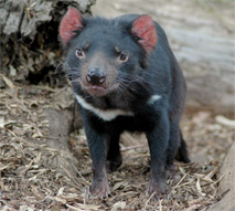 Tassie Devil